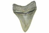 Serrated, Juvenile Megalodon Tooth - North Carolina #364980-1